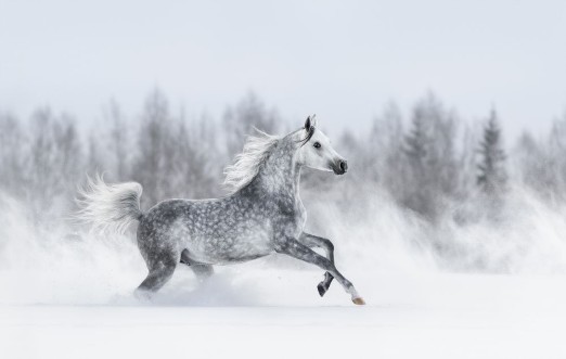Afbeeldingen van Purebred grey arabian horse galloping during blizzard
