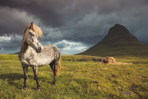 Afbeeldingen van Horse in mountains