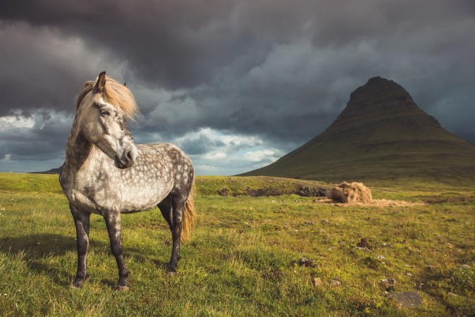Afbeeldingen van Horse in mountains