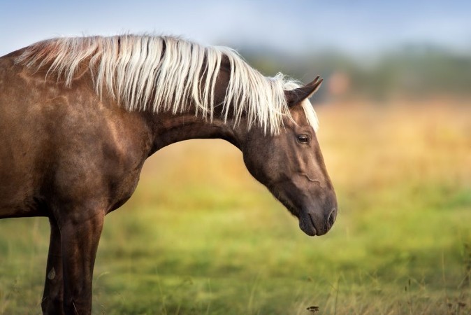 Picture of Horse with blond mane
