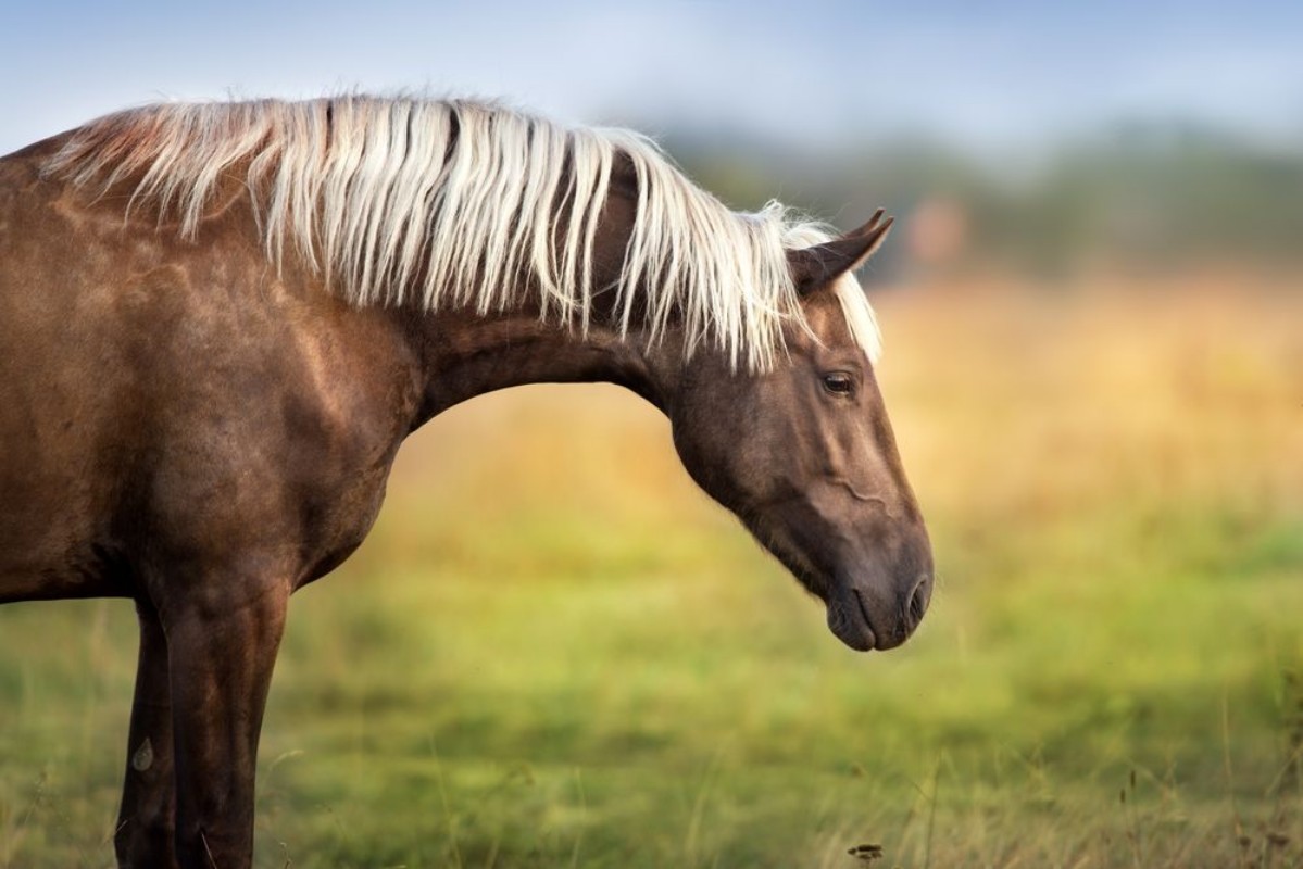 Afbeeldingen van Horse with blond mane