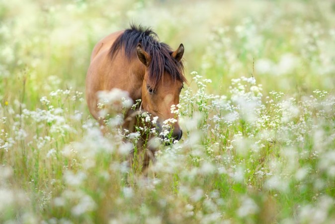 Afbeeldingen van Bay horse on flowers meadow