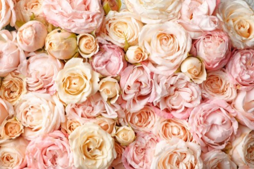 Many beautiful roses as background top view photowallpaper Scandiwall