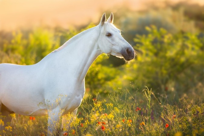 Afbeeldingen van White horse portrait in poppy flowers at sunrise light