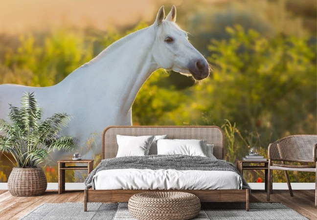 Picture of White horse portrait in poppy flowers at sunrise light