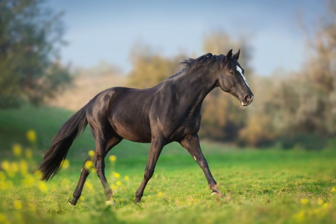 Afbeeldingen van Horse run gallop in green meadow