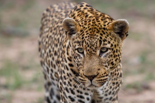 Bild på Portrait of a Leopard male in Sabi Sands Game Reseve in the greater Kruger Region in South Africa