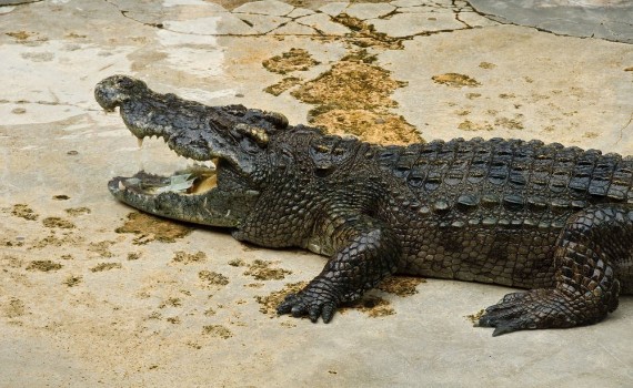 Bild på Crocodylidae or crocodile