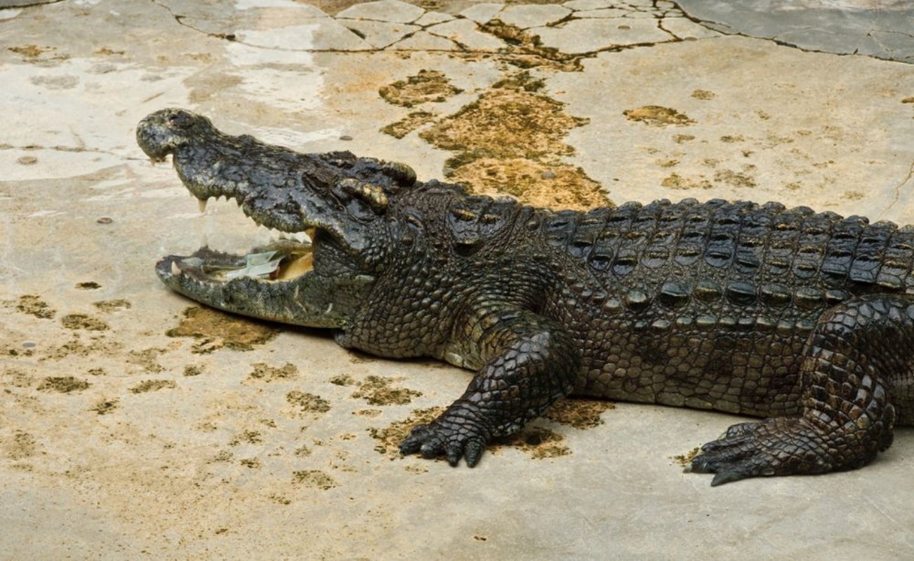 Afbeeldingen van Crocodylidae or crocodile
