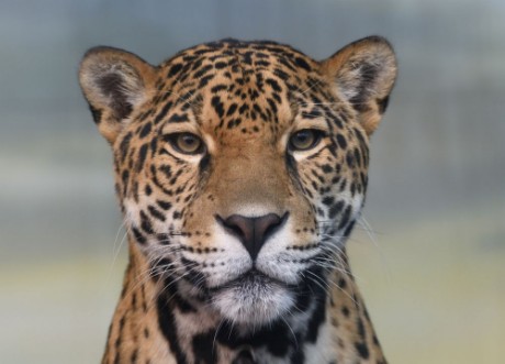 Bild på Jaguar