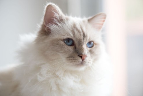 Bild på Portrait of beautiful sacred cat of burma