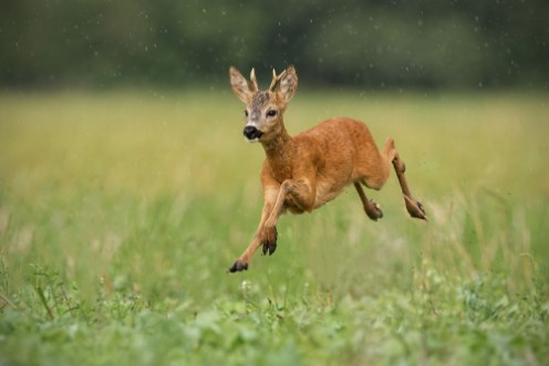 Afbeeldingen van Young roe deer capreolus capreolus buck running fast in the summer rain Dynamic image of wild animal jumping in the air between water drops Wildlife scenery from nature in summer