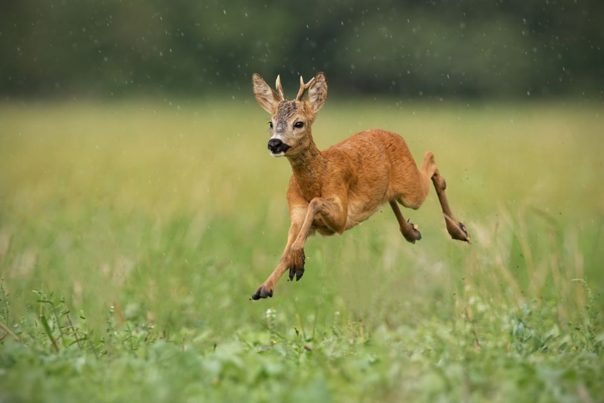 Afbeeldingen van Young roe deer capreolus capreolus buck running fast in the summer rain Dynamic image of wild animal jumping in the air between water drops Wildlife scenery from nature in summer