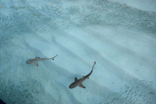 Afbeeldingen van Sharks with fish