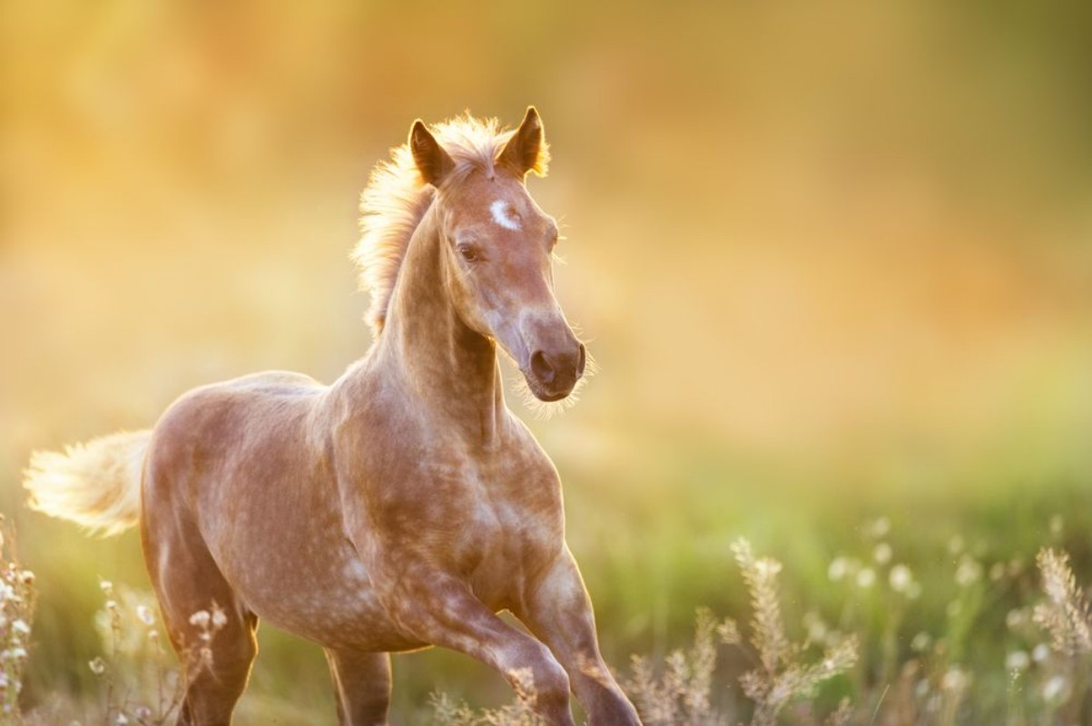 Picture of Colt portrait  run at sunset light in meadow