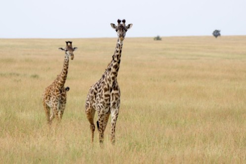 Afbeeldingen van Giraffes in the Serengeti - A herd of young males can often be seen always their eyes fixed on the photographer