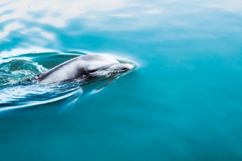 Bild på Surfacing Dolphin