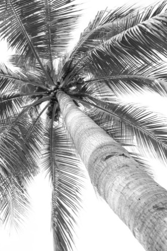 Beautiful palms coconut tree on white background photowallpaper Scandiwall
