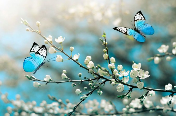 Afbeeldingen van Cherry blossom in wild and butterfly Springtime