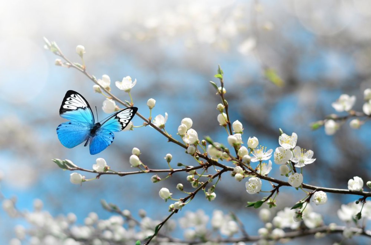Afbeeldingen van Cherry blossom in wild and butterfly Springtime