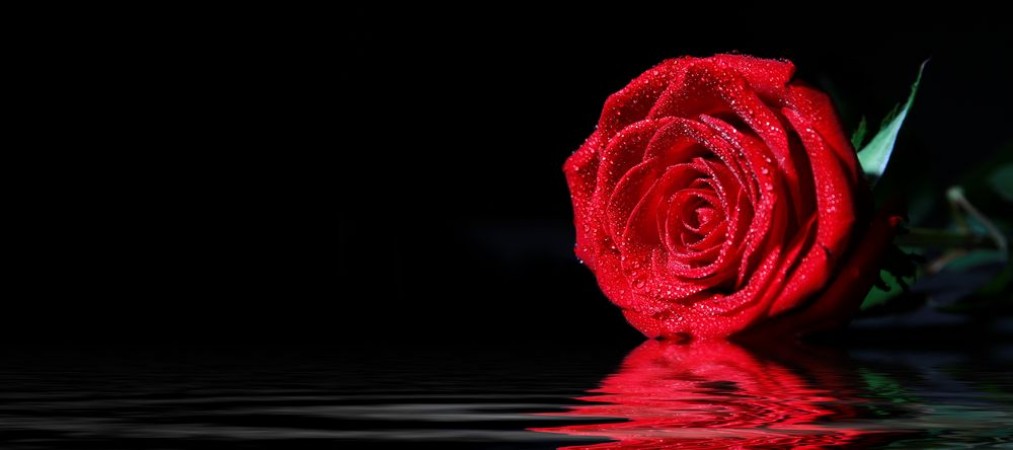 Bild på Rote Rosen