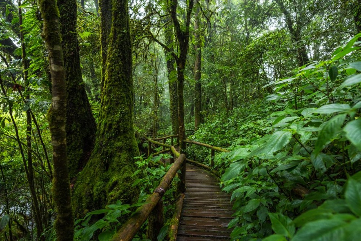 Afbeeldingen van Wooden bridge walkway in to the rain forest