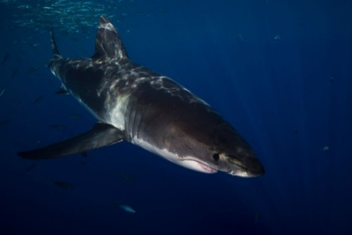 Afbeeldingen van Great White Shark  in cage diving 