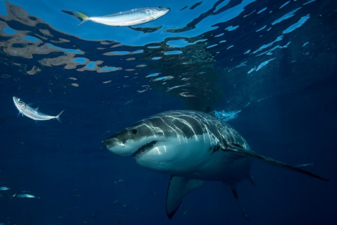 Picture of Great White Shark in cage diving 