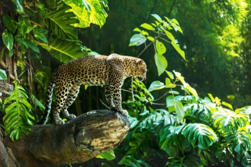 Image de Leopard on a branch of a large tree in the wild habitat during the day about sunlight