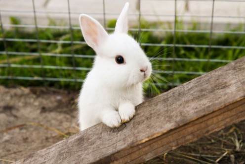 Afbeeldingen van Little rabbit on the farm
