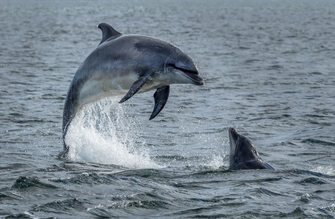Afbeeldingen van Wild Bottlenose Dolphins Jumping Out Of Ocean Water At The Moray Firth Near Inverness In Scotland