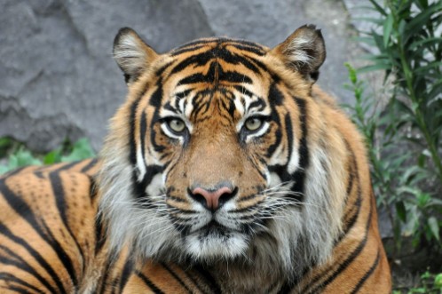 Image de Tiger