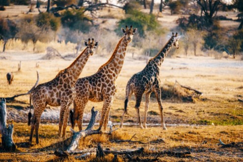 Afbeeldingen van Drei Giraffen in der Abendsonne Makgadikgadi Pans Nationalpark Botswana