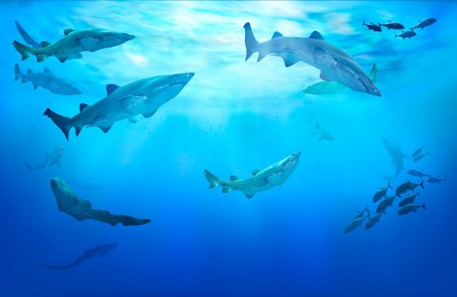 Afbeeldingen van Life in tropical waters Hunting sharks Shoal of fish