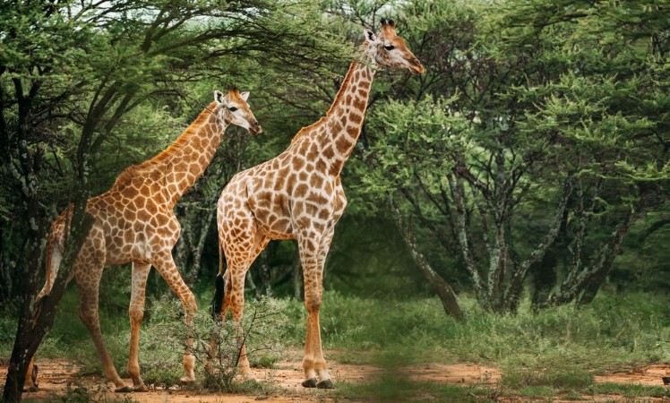 Afbeeldingen van A pair of giraffe walking through the trees in the bush in a national park in South Africa