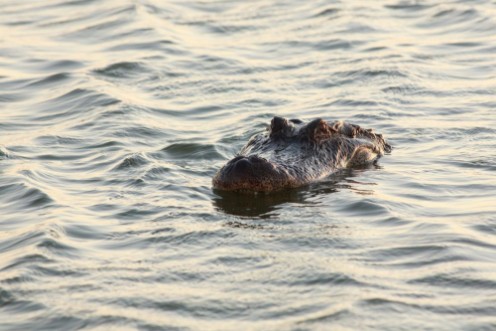 Afbeeldingen van Alligator swimming in the lake Port Aransas Texas