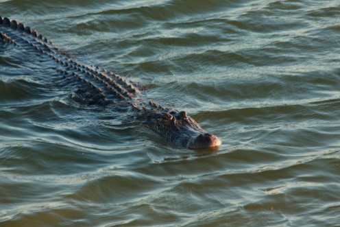 Image de Alligator swimming in the lake Port Aransas Texas