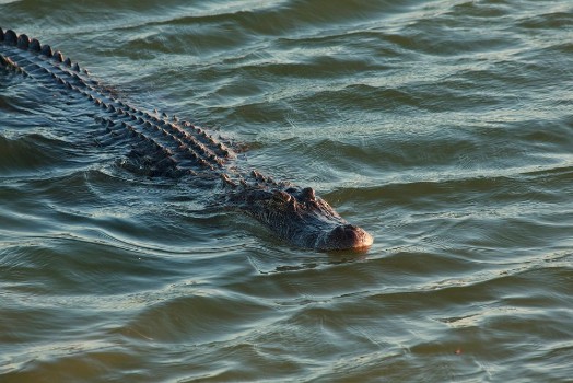 Bild på Alligator swimming in the lake Port Aransas Texas