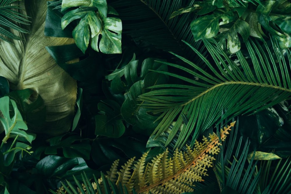 Afbeeldingen van Creative layout made of tropical leaves Flat lay Nature concept