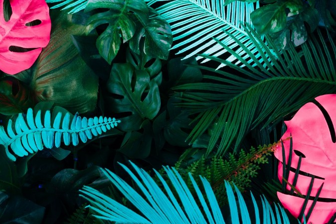 Picture of Creative fluorescent color layout made of tropical leaves Flat lay neon colors Nature concept