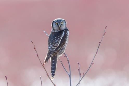 Afbeeldingen van Northern Hawk owl