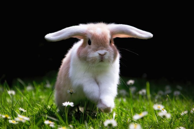 Afbeeldingen van Ses Kaninchen springt glcklich im Gras zu Ostern Cute Bunny jumping in Green gras 