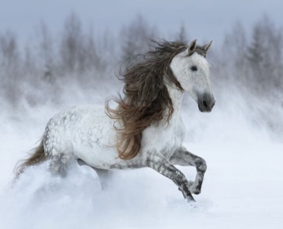 Afbeeldingen van Grey long-mane Andalusian horse galloping during snowstorm