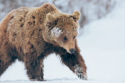 Picture of Bear