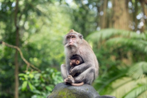 Afbeeldingen van Monkey mother is sitting on a rock in the Ubud forest hugging her cub
