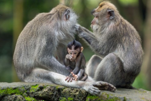 Afbeeldingen van Monkey family has a rest in the jungle of Ubud