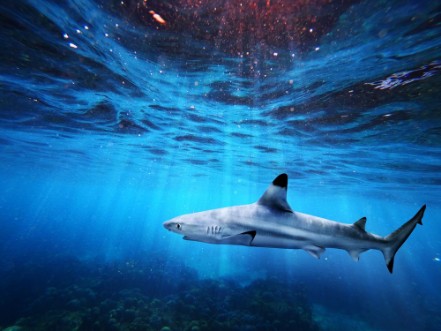 Bild på Blacktip reef shark swiming in deep blue sea with light rays underwater