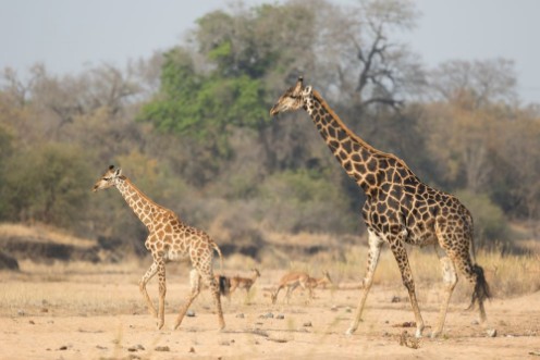 Bild på Giraffe in the Timbavati