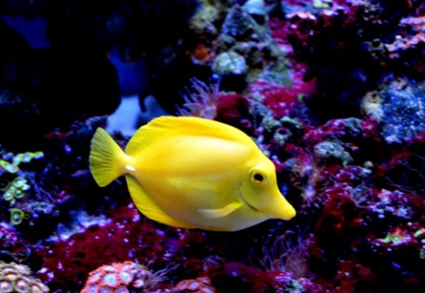 Bild på The yellow tangZebrasoma flavescensis a saltwater fish of the family AcanthuridaeIt is one of  popular aquarium fishYellow tangs can be bred and raised commercially but are mostly harvested wild