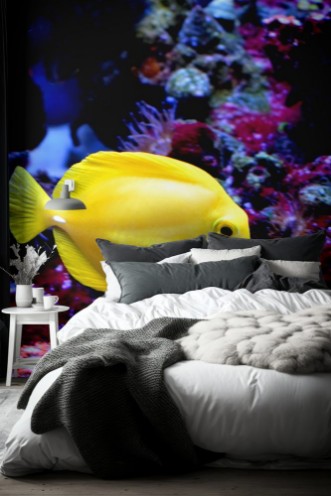 Afbeeldingen van The yellow tangZebrasoma flavescensis a saltwater fish of the family AcanthuridaeIt is one of  popular aquarium fishYellow tangs can be bred and raised commercially but are mostly harvested wild